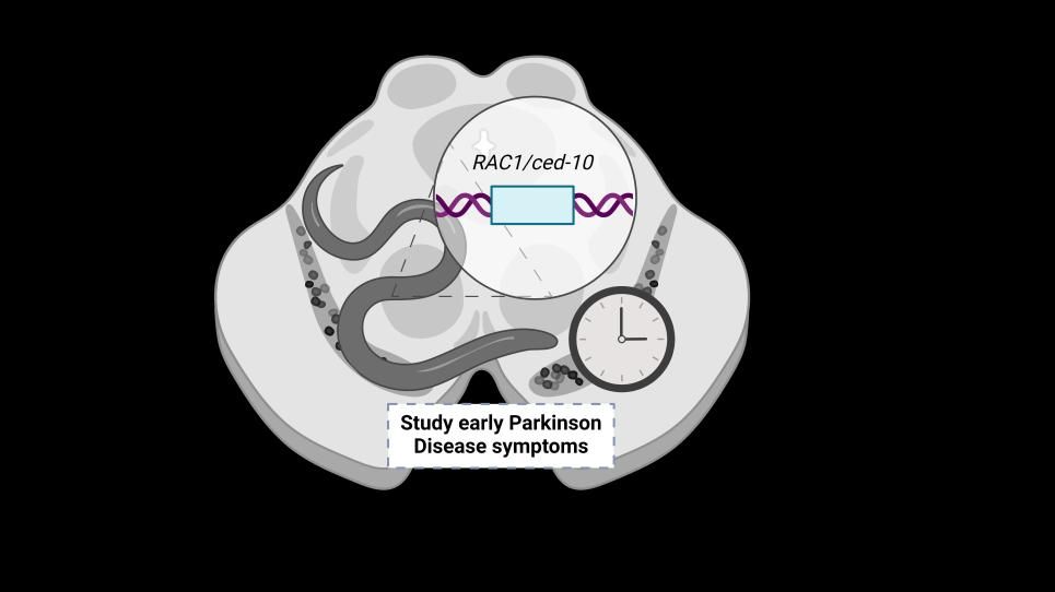 GrÃ fic ilÂ·lustratiu de l'estudi que proposa C. elegans Rac1/CED10 com a model per a estudiar els estadis inicials del Parkinson. Imatge: Amanda MuÃ±oz