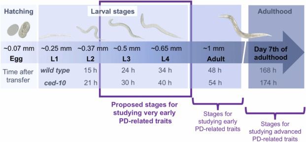 Etapes del cicle de desenvolupament de 'C. elegans' RAC1/ced-10 amb el perÃ­ode proposat per lâequip de recerca per estudiar les fases inicials de la malaltia de Parkinson, abans que sâiniciÃ¯ la mort neuronal. Imatge: Progress in Neurobiology