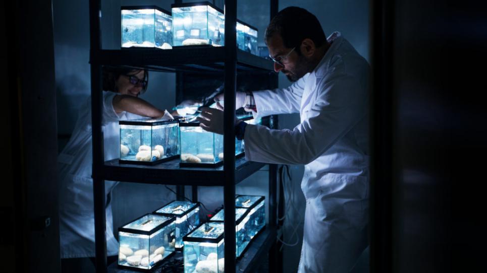 Anàlisi al CT BETA amb aquaris on s'exposen organismes aquàtics als contaminants