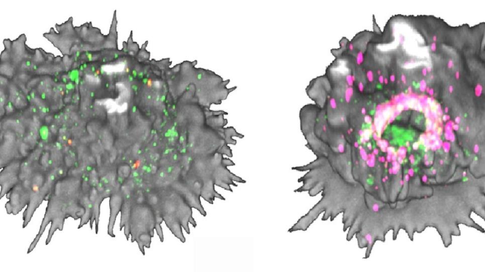 Cèl·lula dendrítica madura i transformació massiva de la morfologia de la cèl·lula dendrítica 60 min després de la captació del VIH