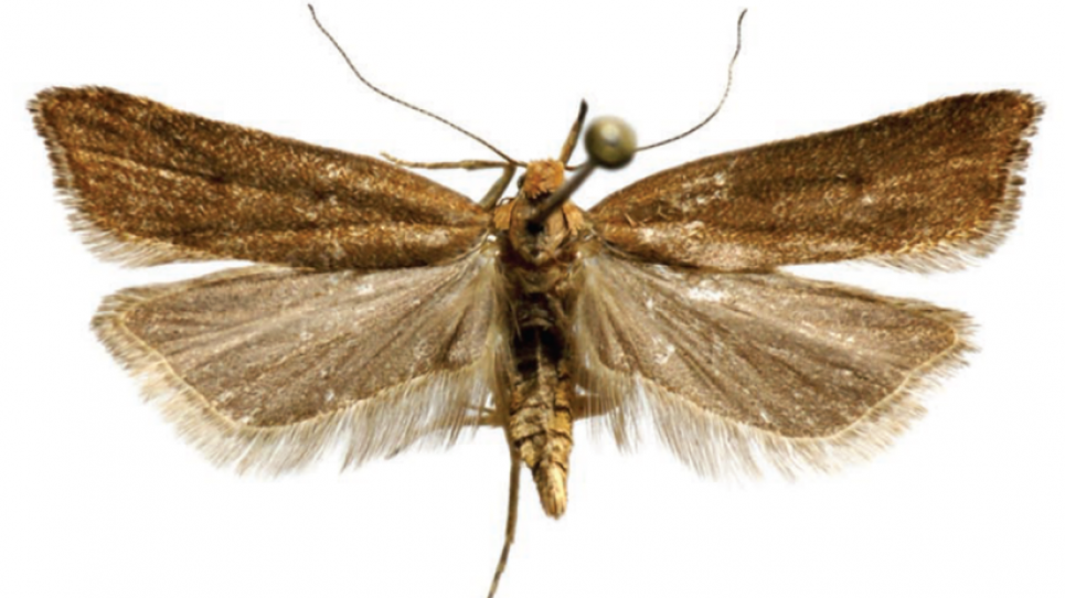 Exemplar de la papallona Dichomeris rasilella