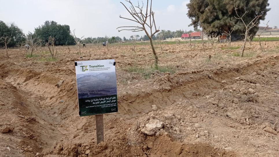 Terrenys de cultiu experimentals del projecte TRANSITION a Egipte