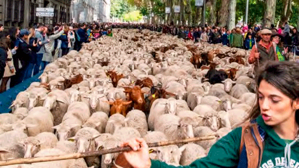 Estudi sobre les dones ramaderes a Espanya
